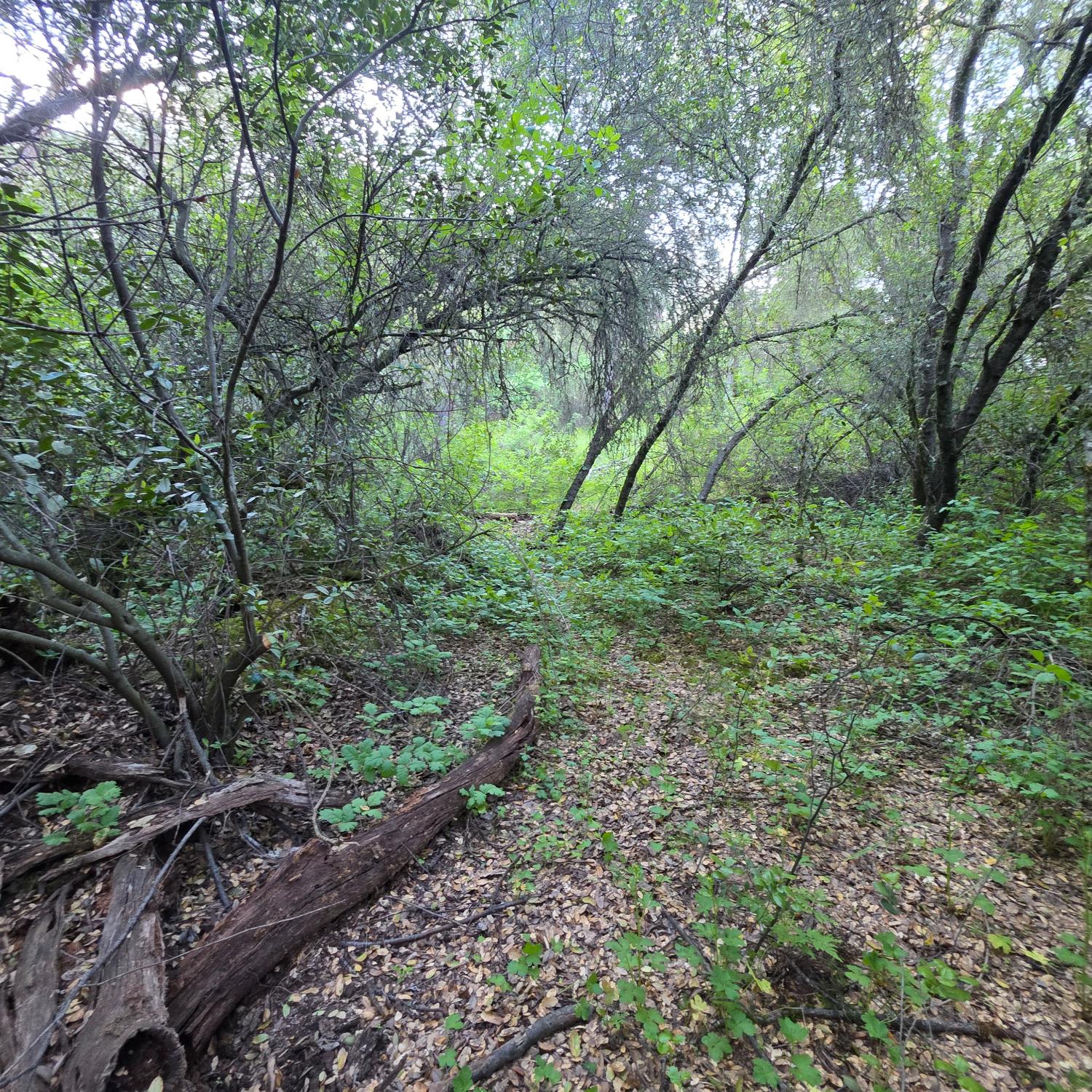 6600 Marshall Road Lotus, CA 95651 - Photo 25 of 32 a backyard of a house with lots of green space