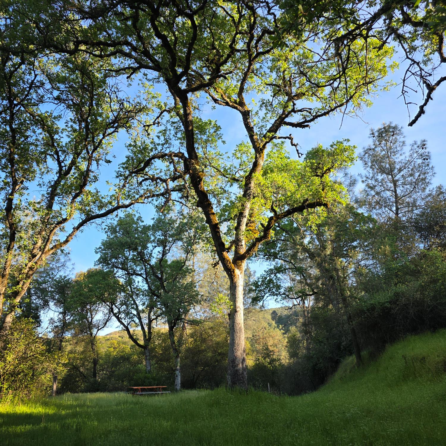 6600 Marshall Road Lotus, CA 95651 - Photo 26 of 32 a view of a tree in a yard