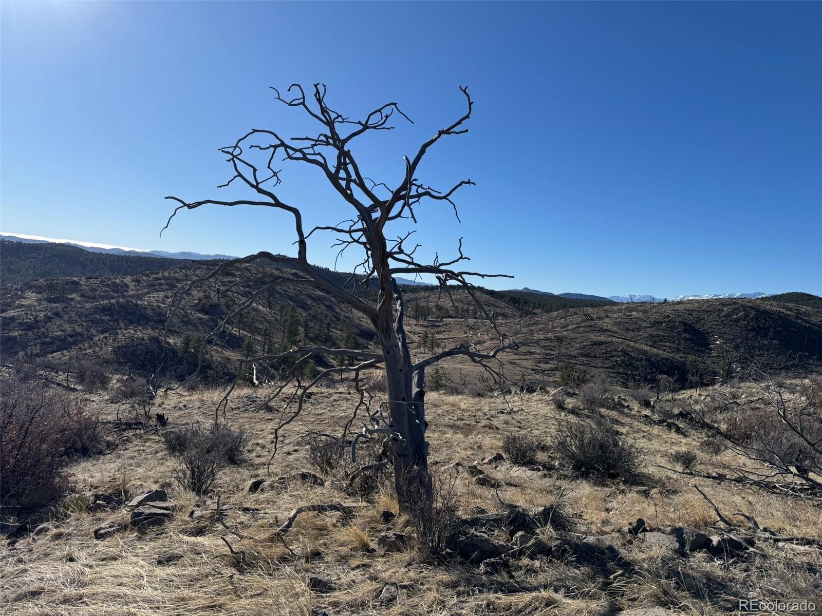 F Path Cotopaxi, CO 81223 - Photo 25 of 27 a view of a tree in a yard