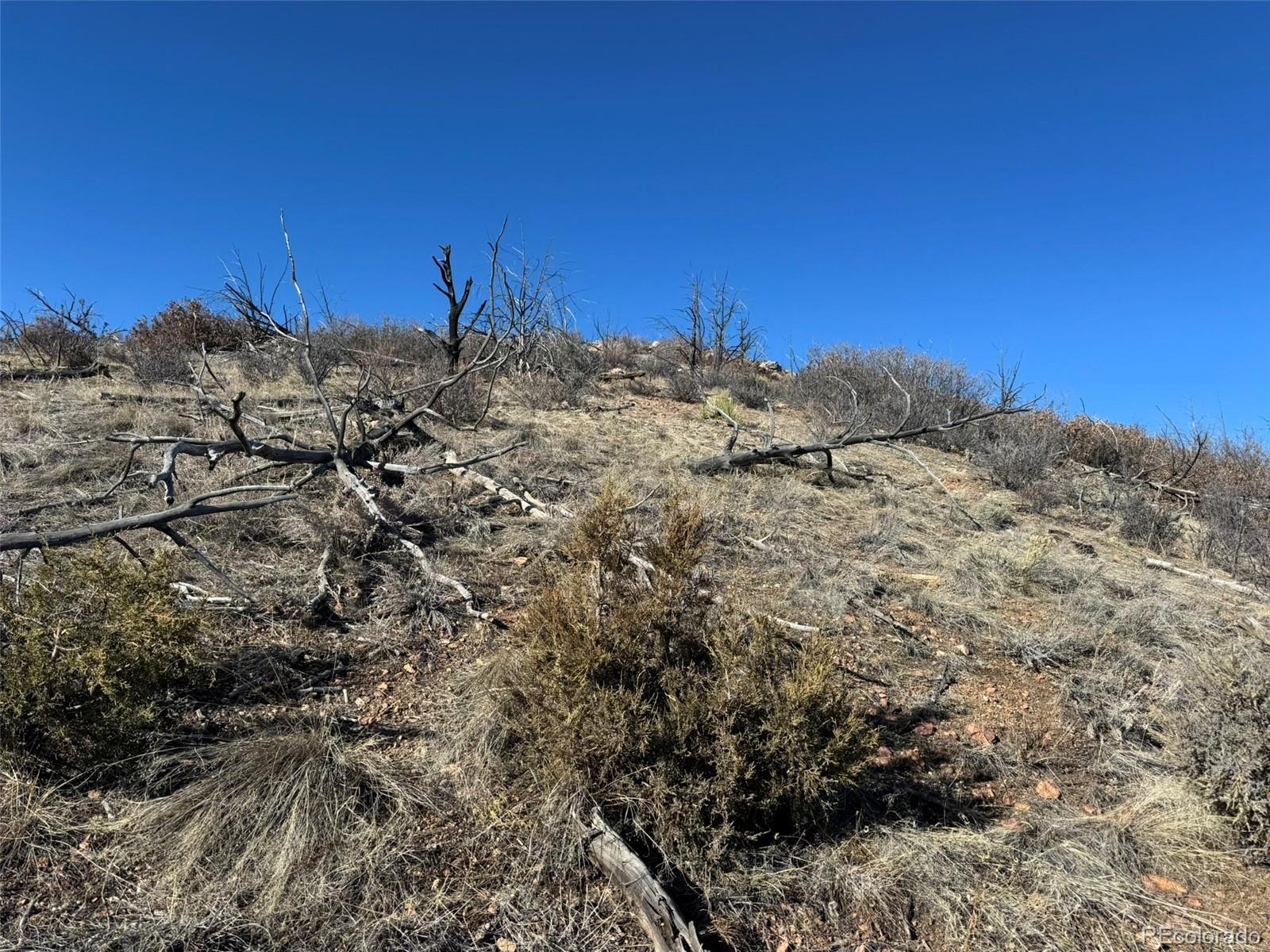 F Path Cotopaxi, CO 81223 - Photo 4 of 27 a view of a large tree with a yard