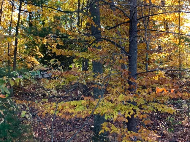 $55,000 | East Rossell Lake Road, Walkerville, MI 49459