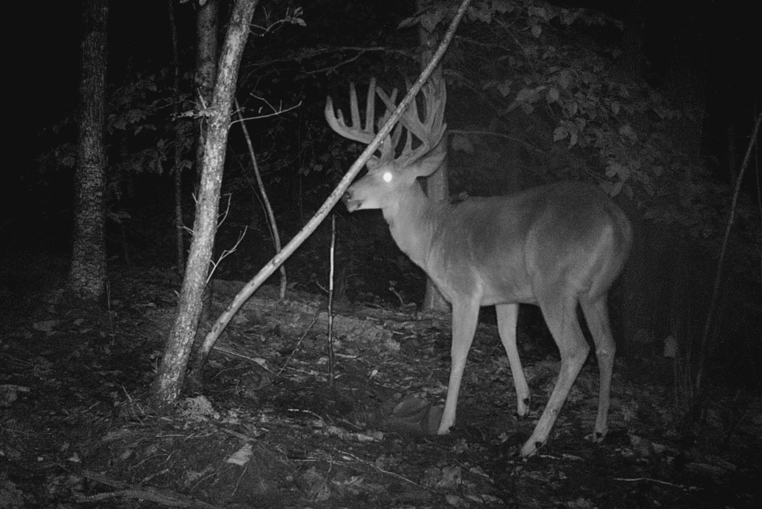 10.44-ac Straight Fork Road Peebles, OH 45660 - Photo 24 of 27