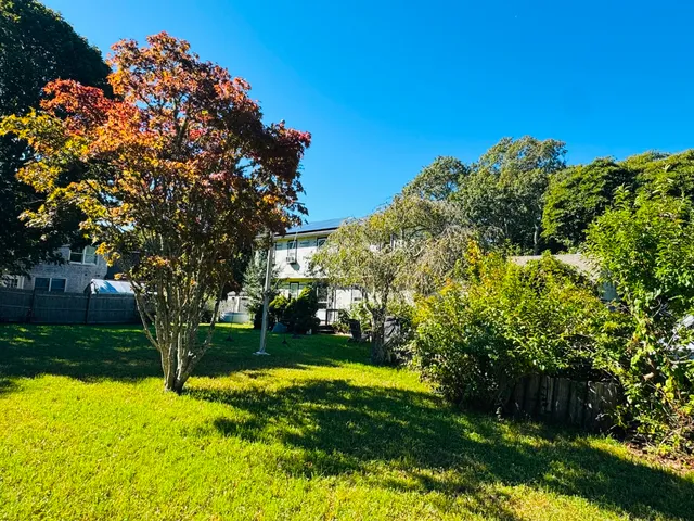 a view of a yard with plants and large trees