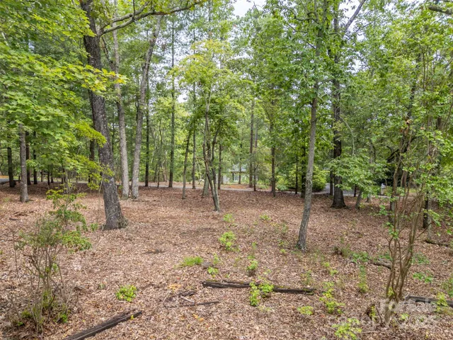 a view of a forest with trees in the background