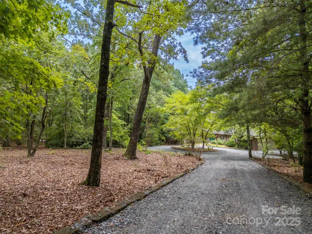 a view of a forest with trees