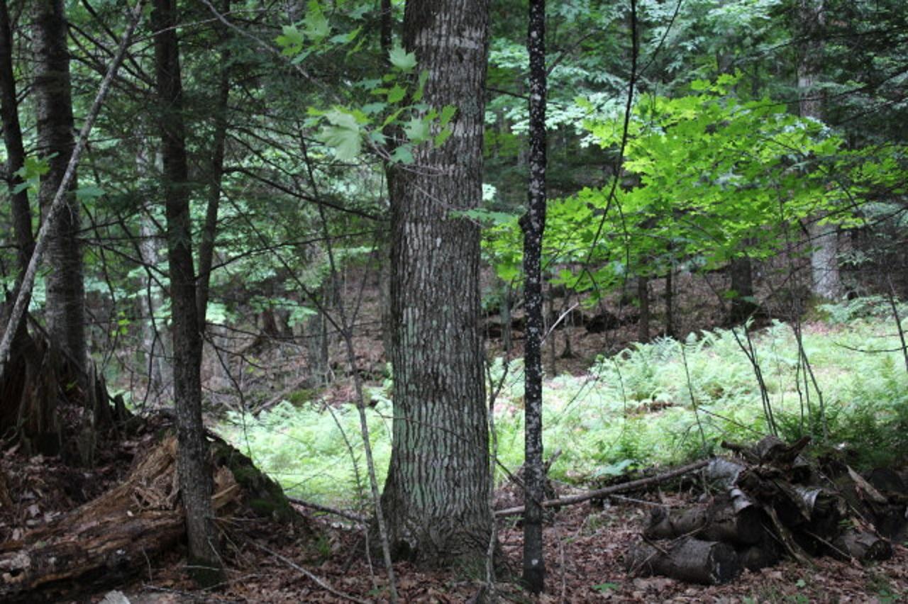On Forest Lake Road, Unit 9 54 ACRES Land O'Lakes, WI 54540 - Photo 2 of 5 Gallery Image 2