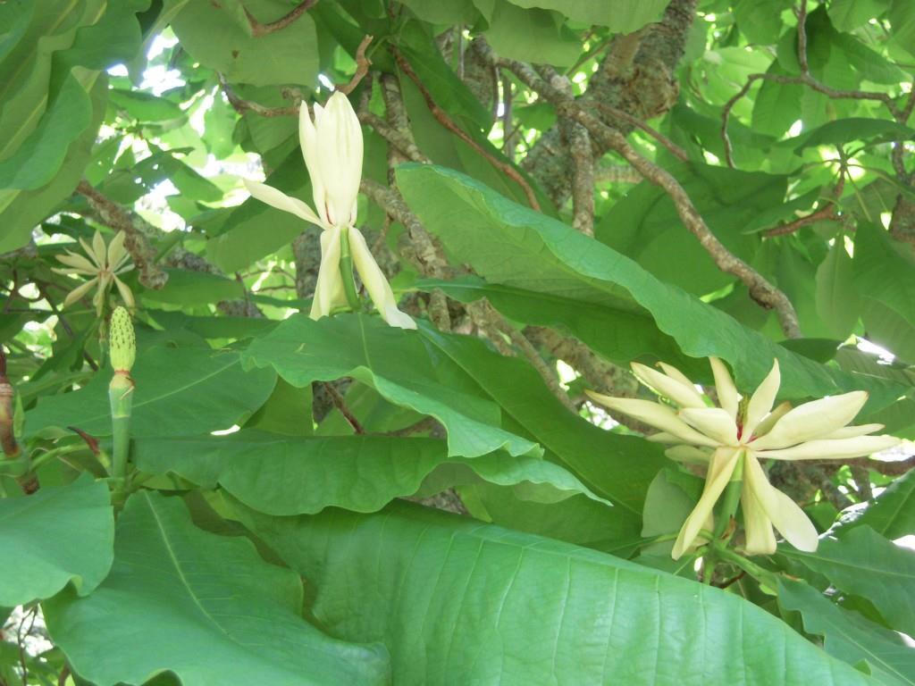 320 Wallston Road Tenants Harbor, ME 04860 - Photo 13 of 25 The spectacularly large magnolia...