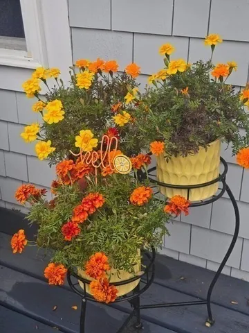 a view of a flower in a garden