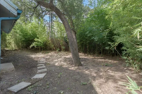 a view of a forest with trees in the background