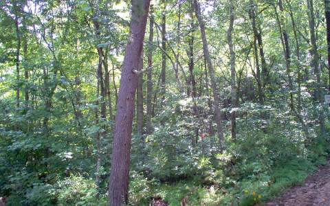 Meadow Creek Way Blue Ridge, GA 30513 - Photo 1 of 1 Main View