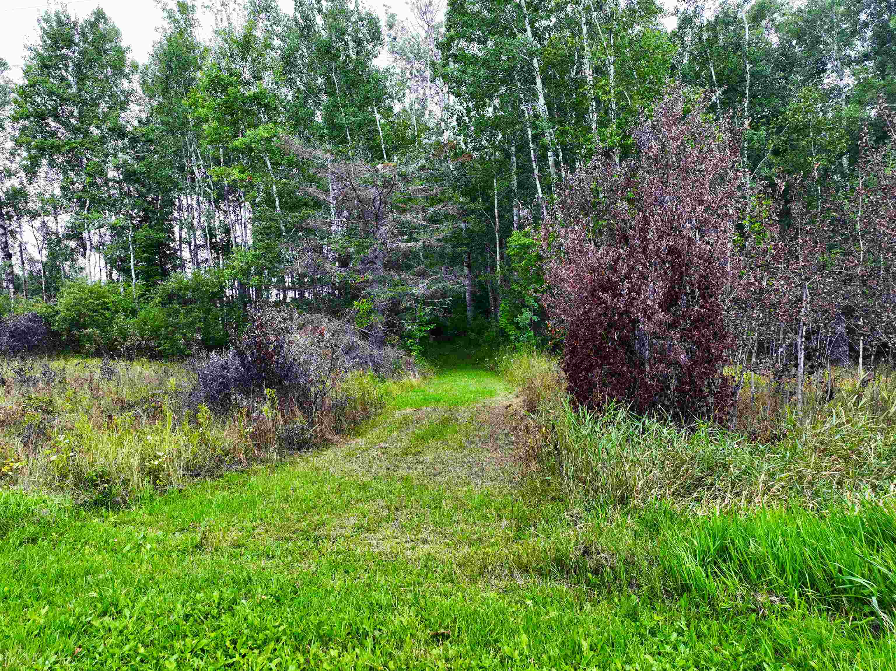 9128 Peary Road Cotton, MN 55724 - Photo 14 of 17 View of local wilderness