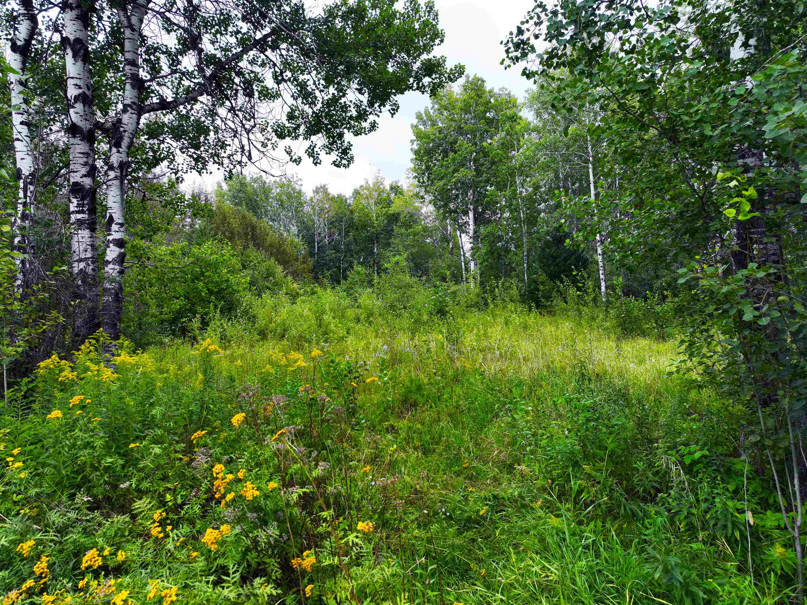 9128 Peary Road Cotton, MN 55724 - Photo 15 of 17 View of woods
