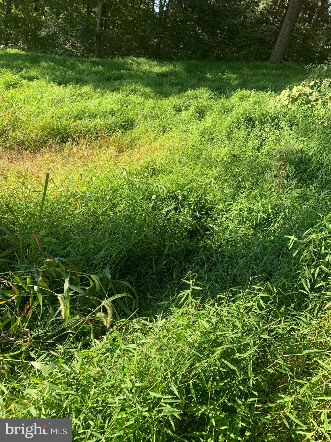 Peach Orchard Road McConnellsburg, PA 17233 - Photo 5 of 11