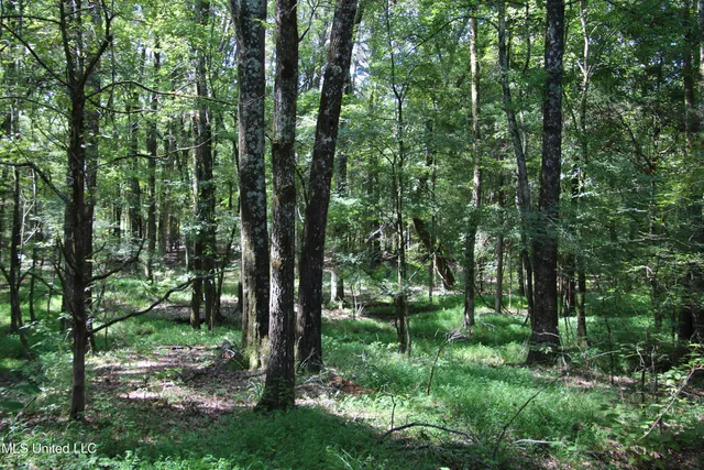 $374,393 | Ebenezer-coxburg Road Lexington Ms 39095, Lexington, MS 39095