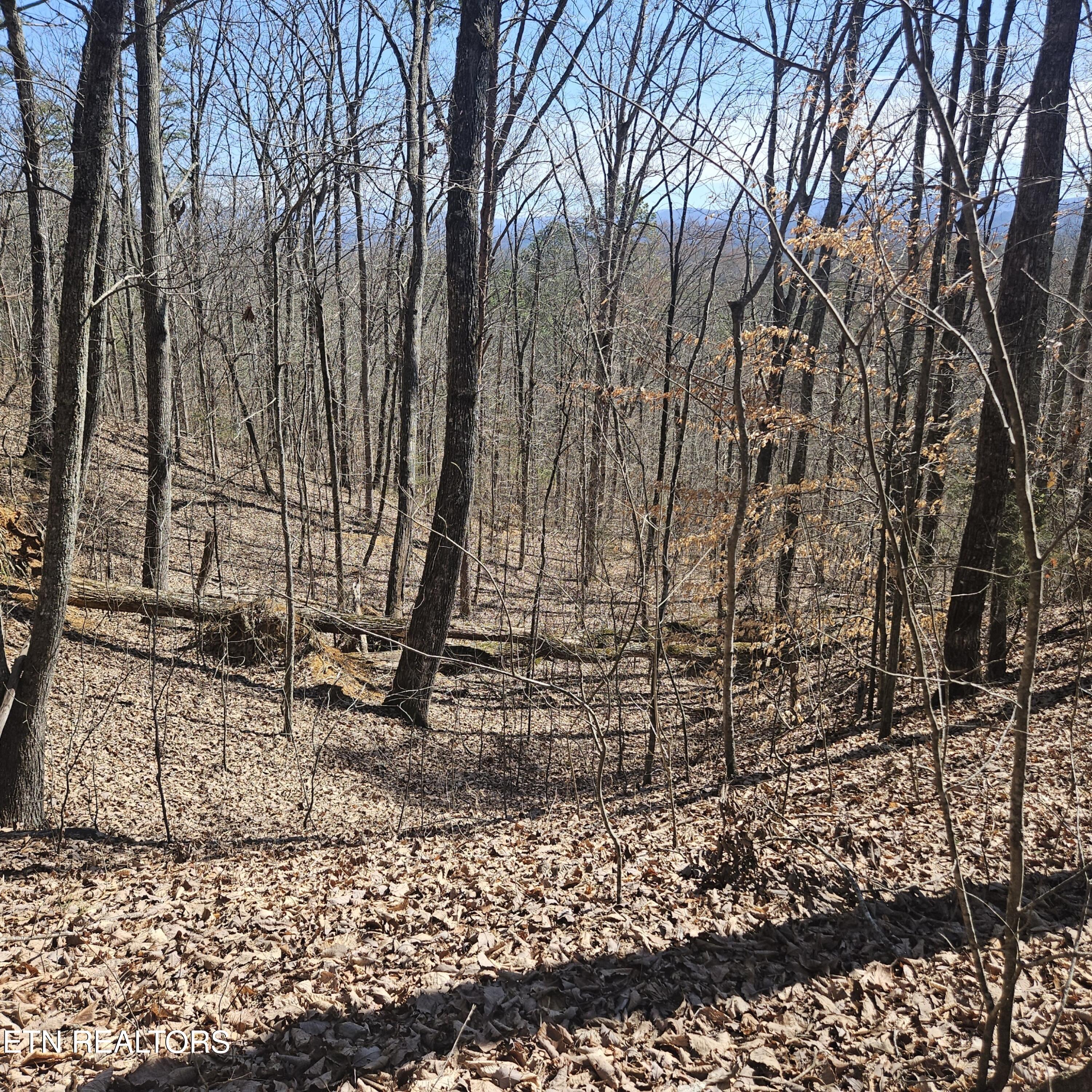 0 Lick Creek Road Tellico Plains, TN 37385 - Photo 11 of 48 20250301_124423_resized