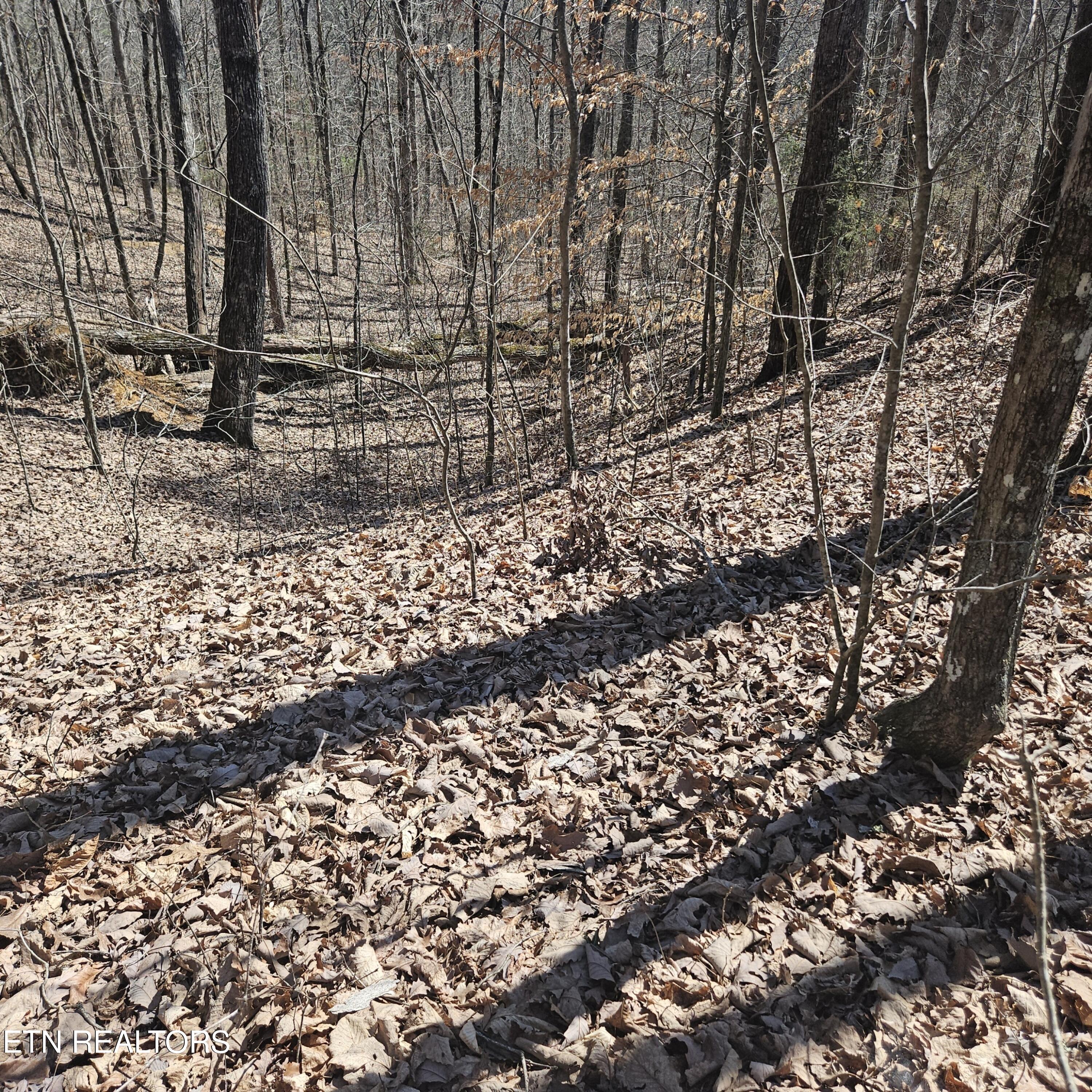 0 Lick Creek Road Tellico Plains, TN 37385 - Photo 12 of 48 20250301_124435_resized