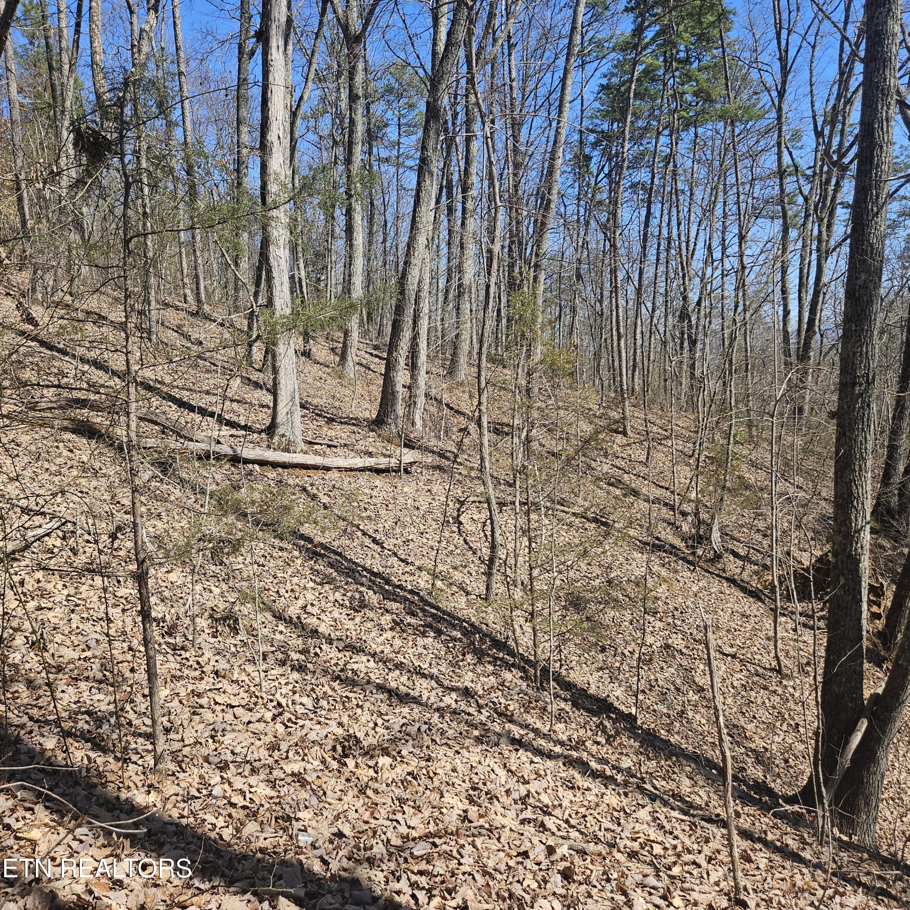 0 Lick Creek Road Tellico Plains, TN 37385 - Photo 13 of 48 20250301_124426_resized