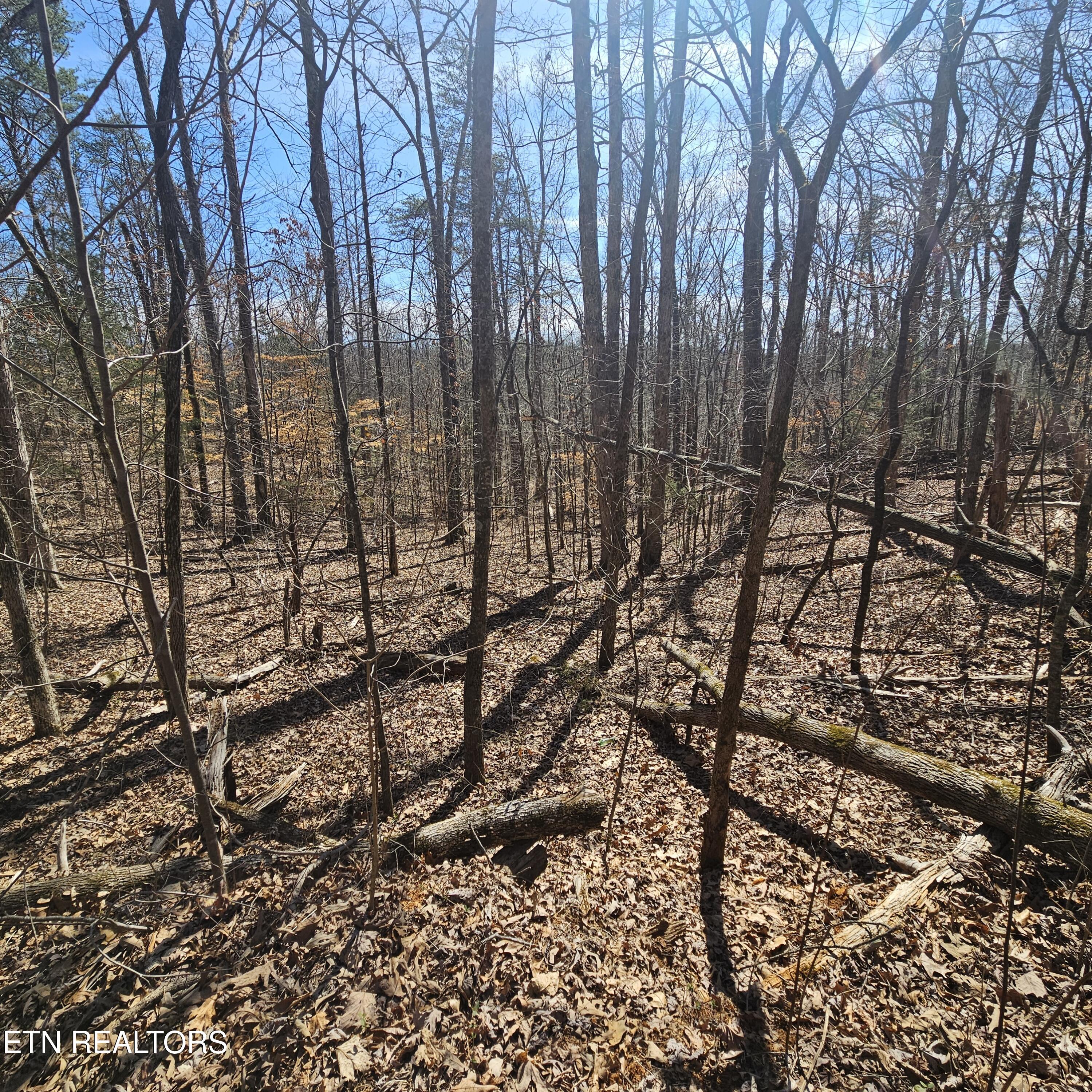 0 Lick Creek Road Tellico Plains, TN 37385 - Photo 23 of 48 20250301_125839