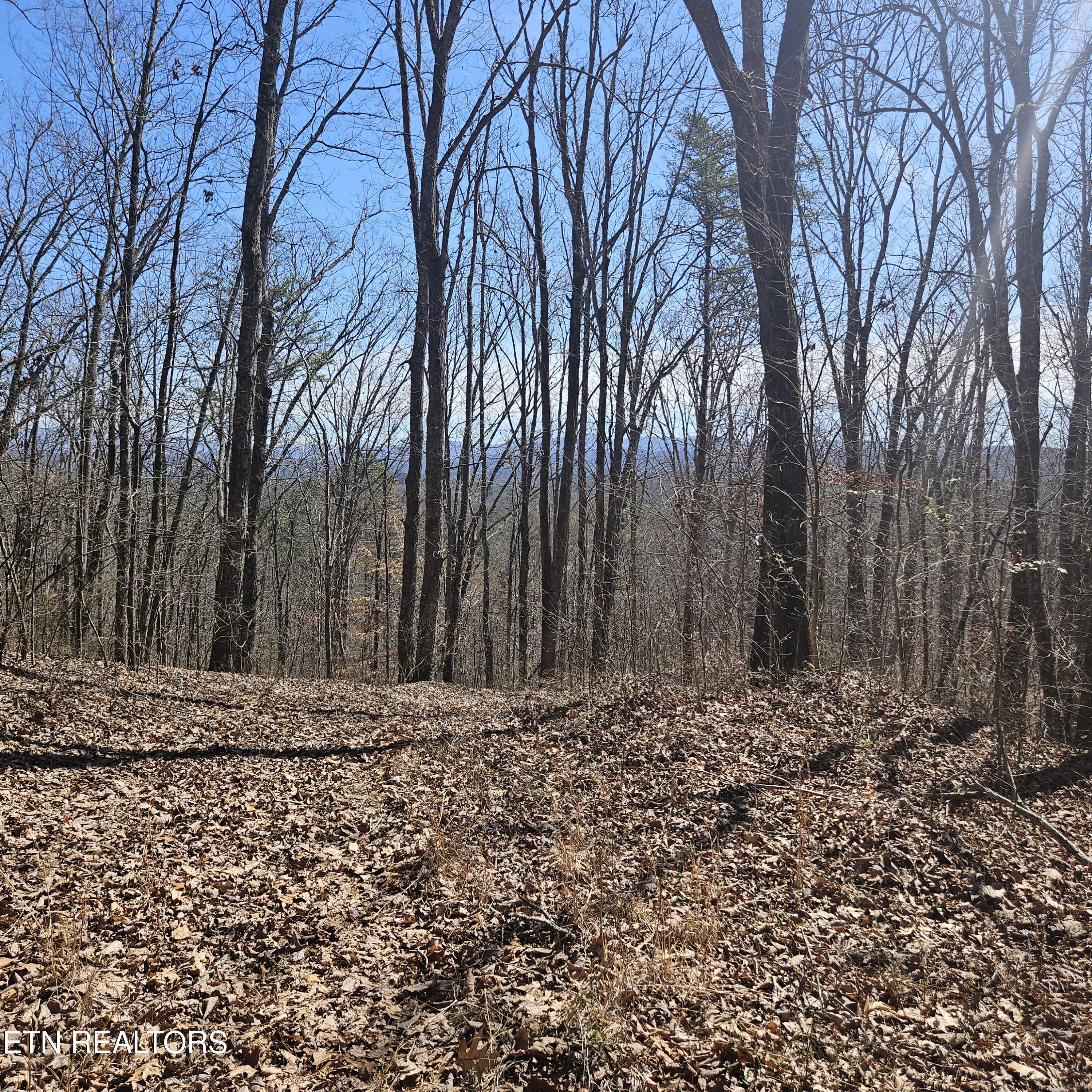 0 Lick Creek Road Tellico Plains, TN 37385 - Photo 26 of 48 20250301_124309 (1)