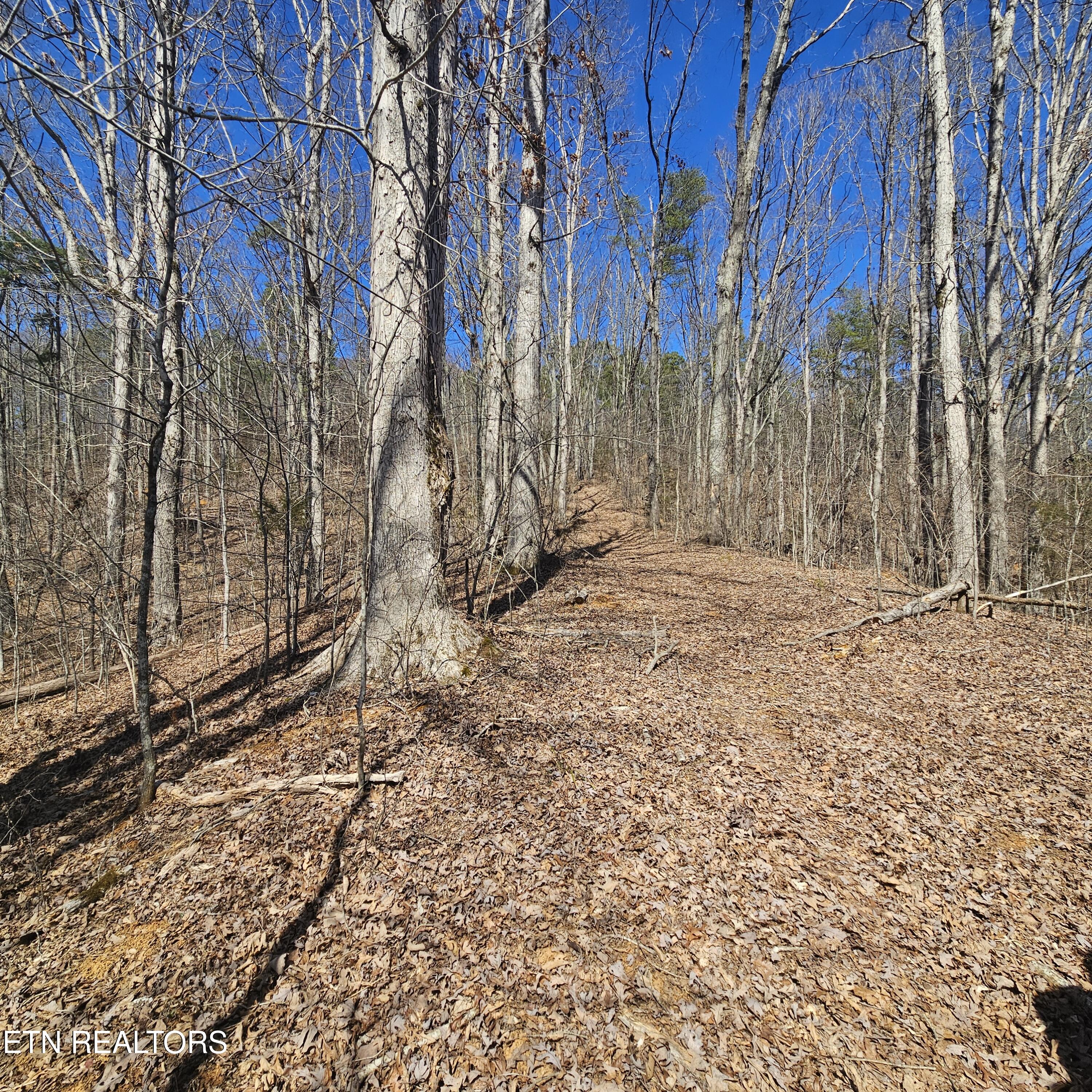 0 Lick Creek Road Tellico Plains, TN 37385 - Photo 28 of 48 20250301_124806