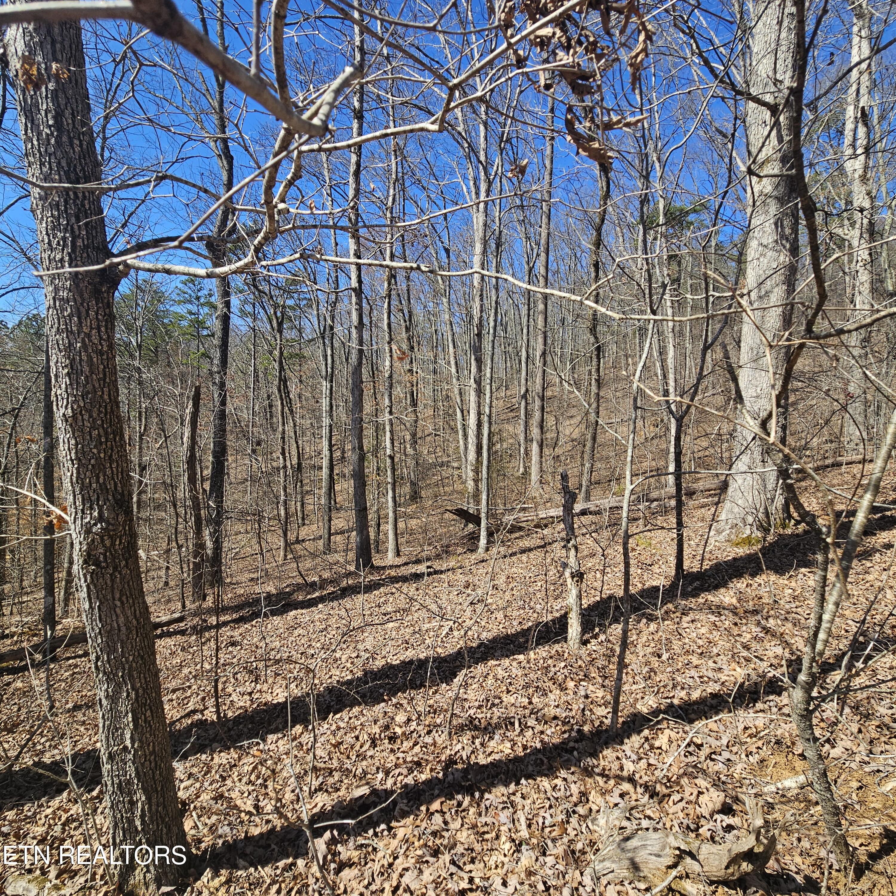 0 Lick Creek Road Tellico Plains, TN 37385 - Photo 30 of 48 Timber!