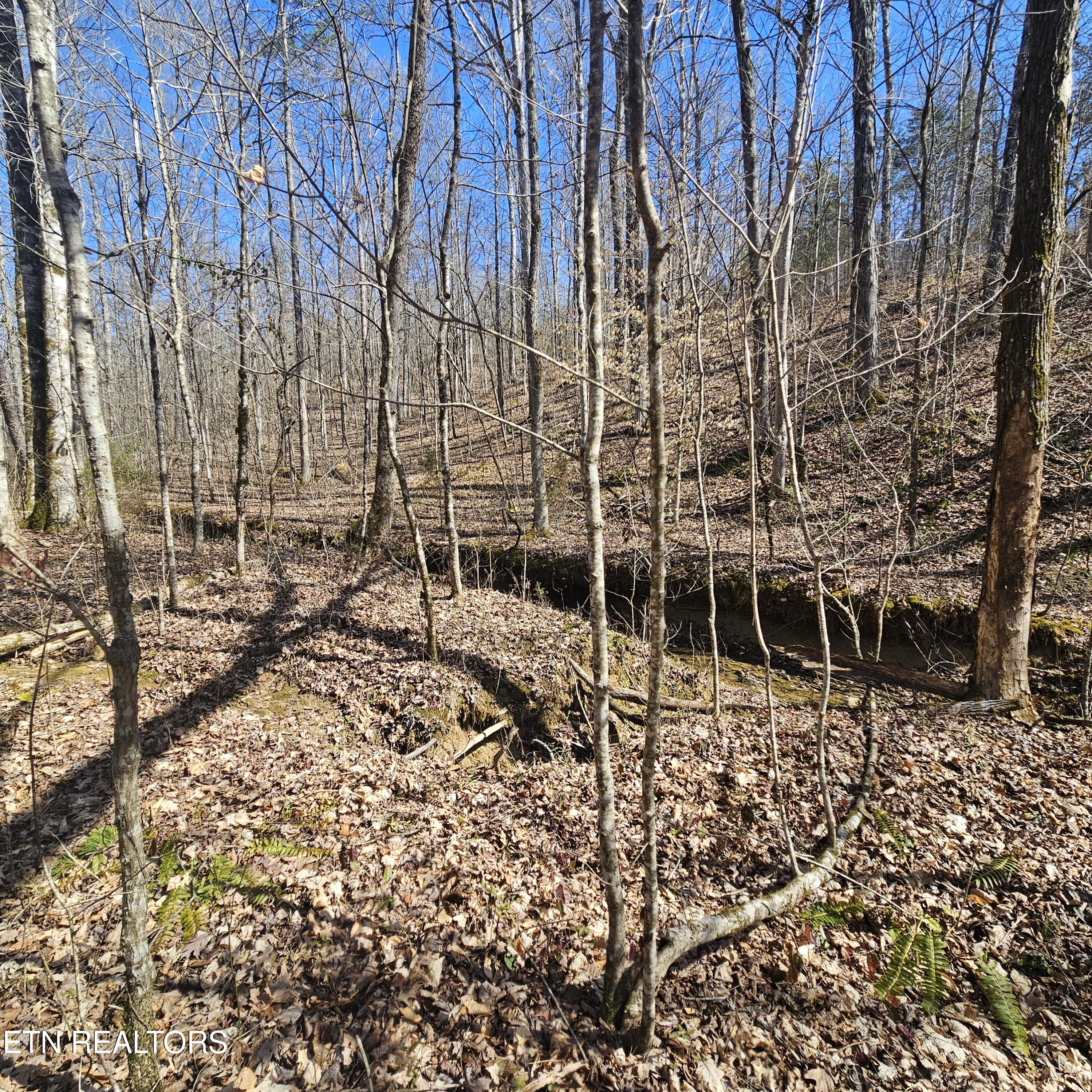 0 Lick Creek Road Tellico Plains, TN 37385 - Photo 32 of 48 20250301_133324