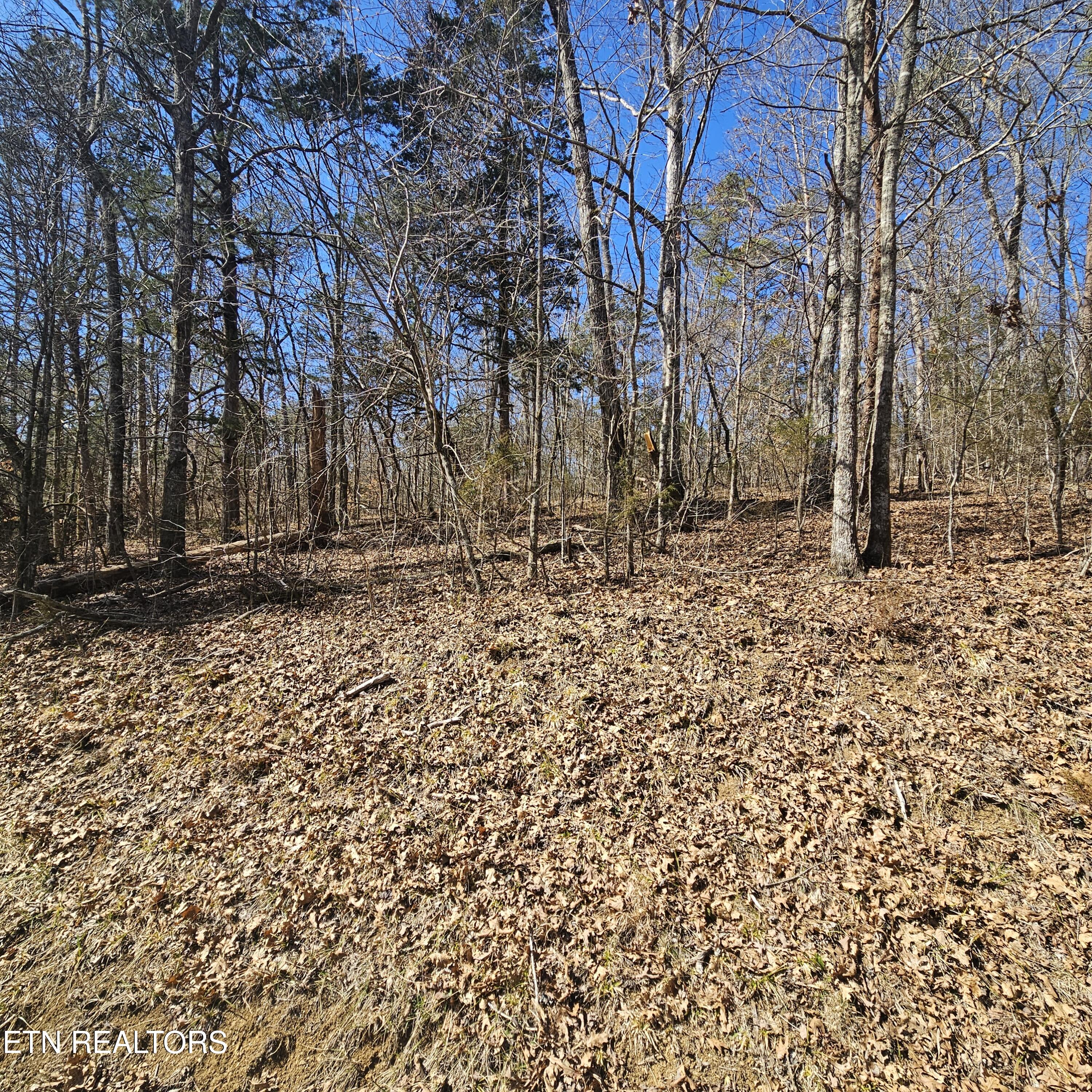 0 Lick Creek Road Tellico Plains, TN 37385 - Photo 34 of 48 20250301_134519