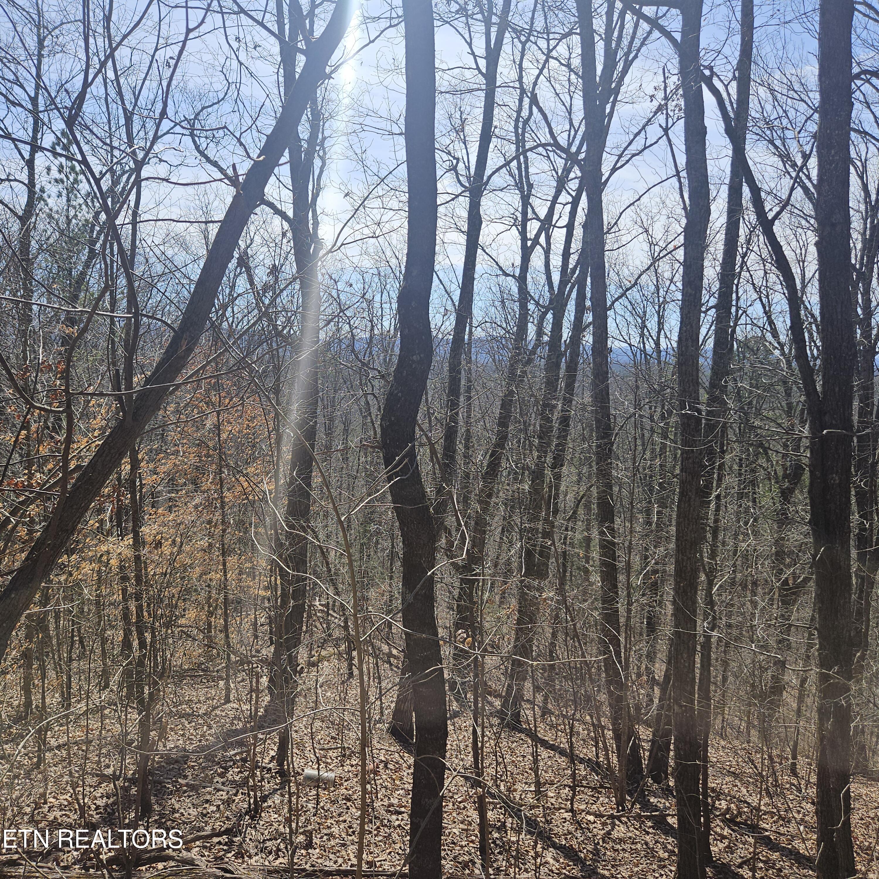 0 Lick Creek Road Tellico Plains, TN 37385 - Photo 35 of 48 20250301_121654