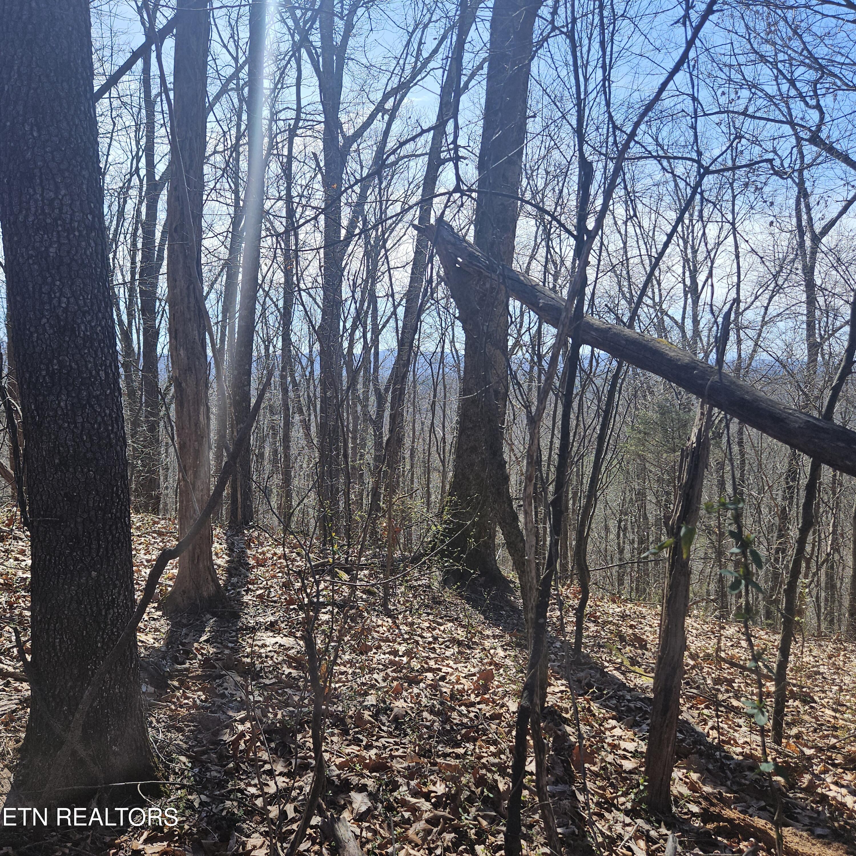 0 Lick Creek Road Tellico Plains, TN 37385 - Photo 37 of 48 20250301_122144