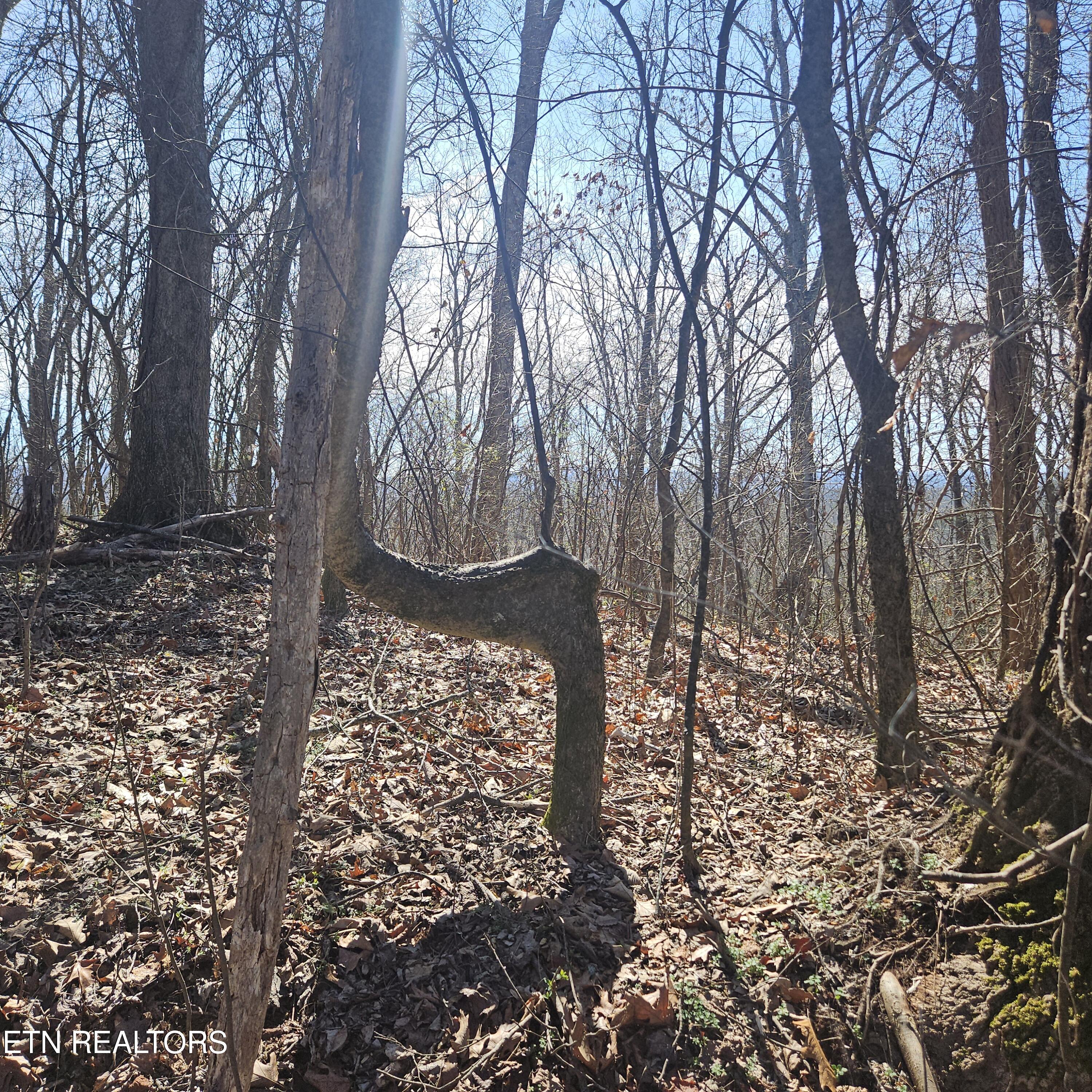 0 Lick Creek Road Tellico Plains, TN 37385 - Photo 38 of 48 20250301_122234