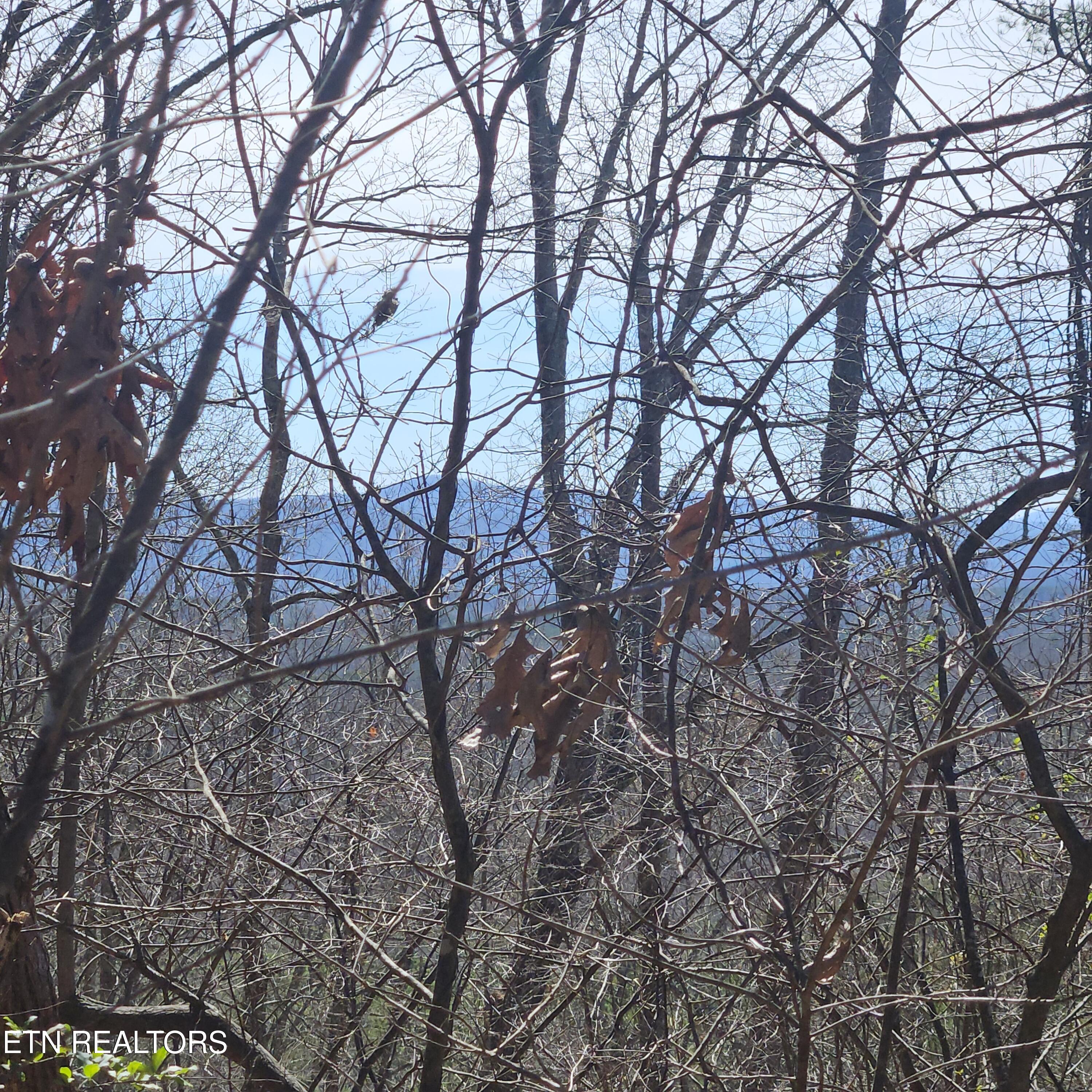 0 Lick Creek Road Tellico Plains, TN 37385 - Photo 39 of 48 20250301_122732