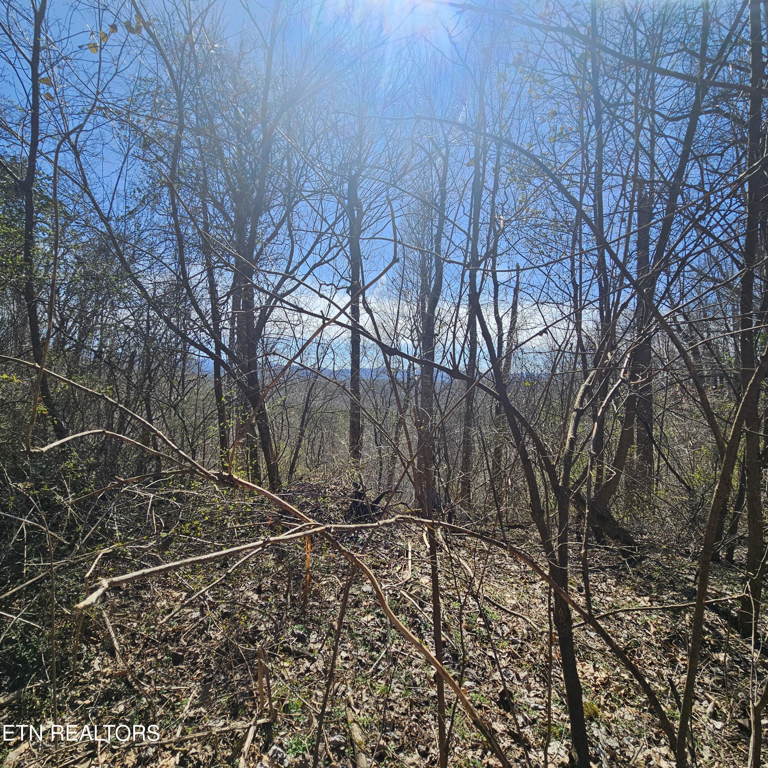 0 Lick Creek Road Tellico Plains, TN 37385 - Photo 40 of 48 20250301_122902