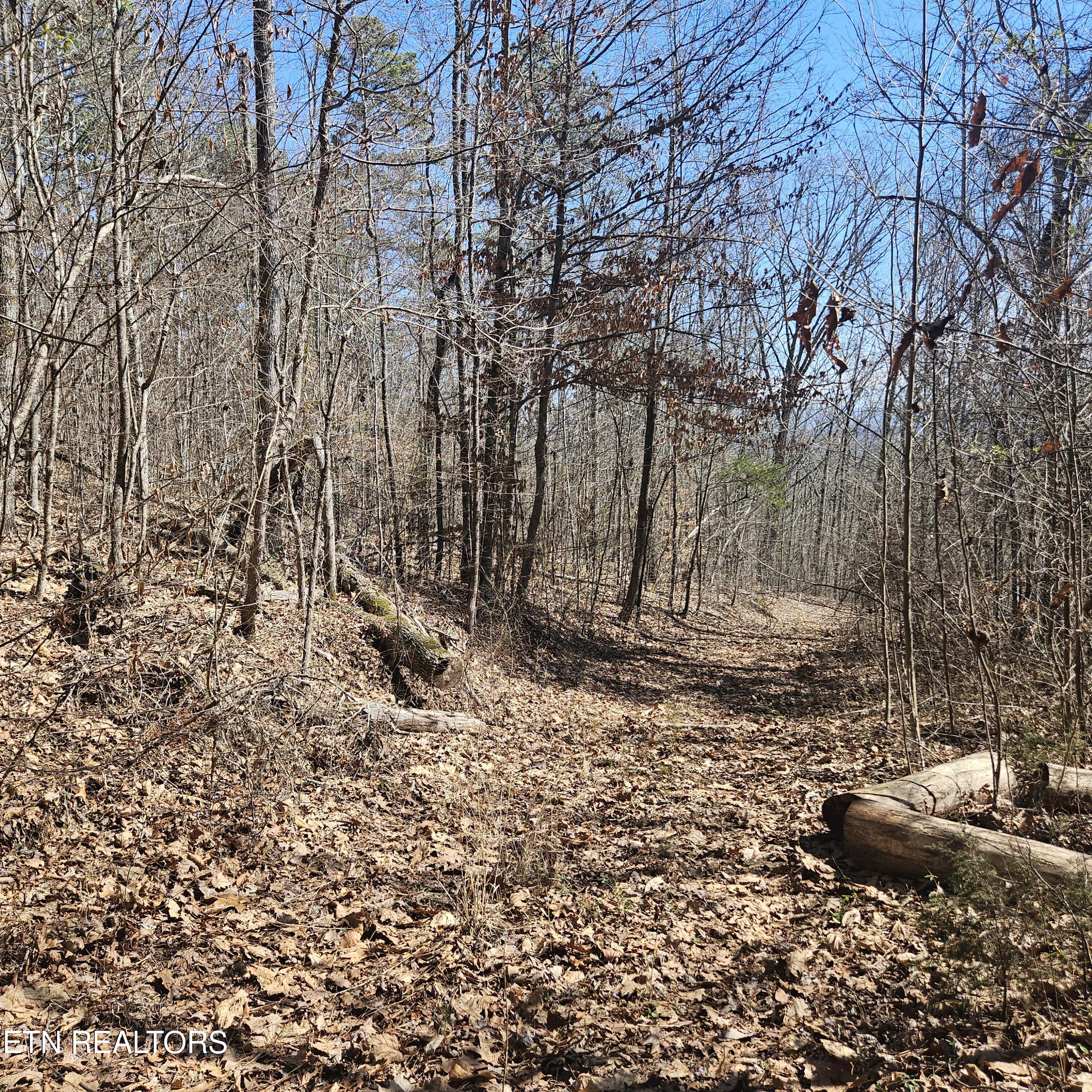 0 Lick Creek Road Tellico Plains, TN 37385 - Photo 4 of 48 20250301_124202 (1)