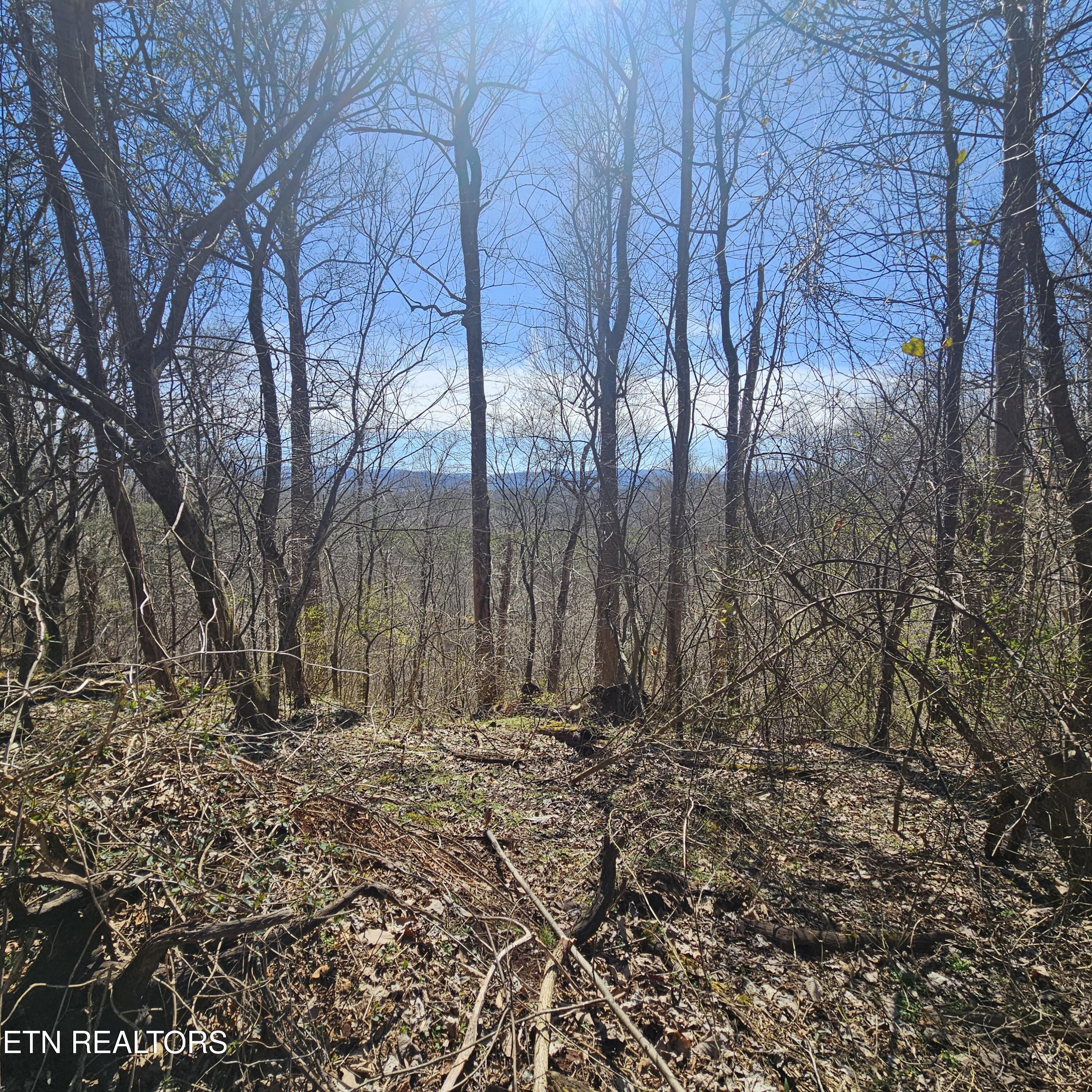 0 Lick Creek Road Tellico Plains, TN 37385 - Photo 42 of 48 20250301_122923