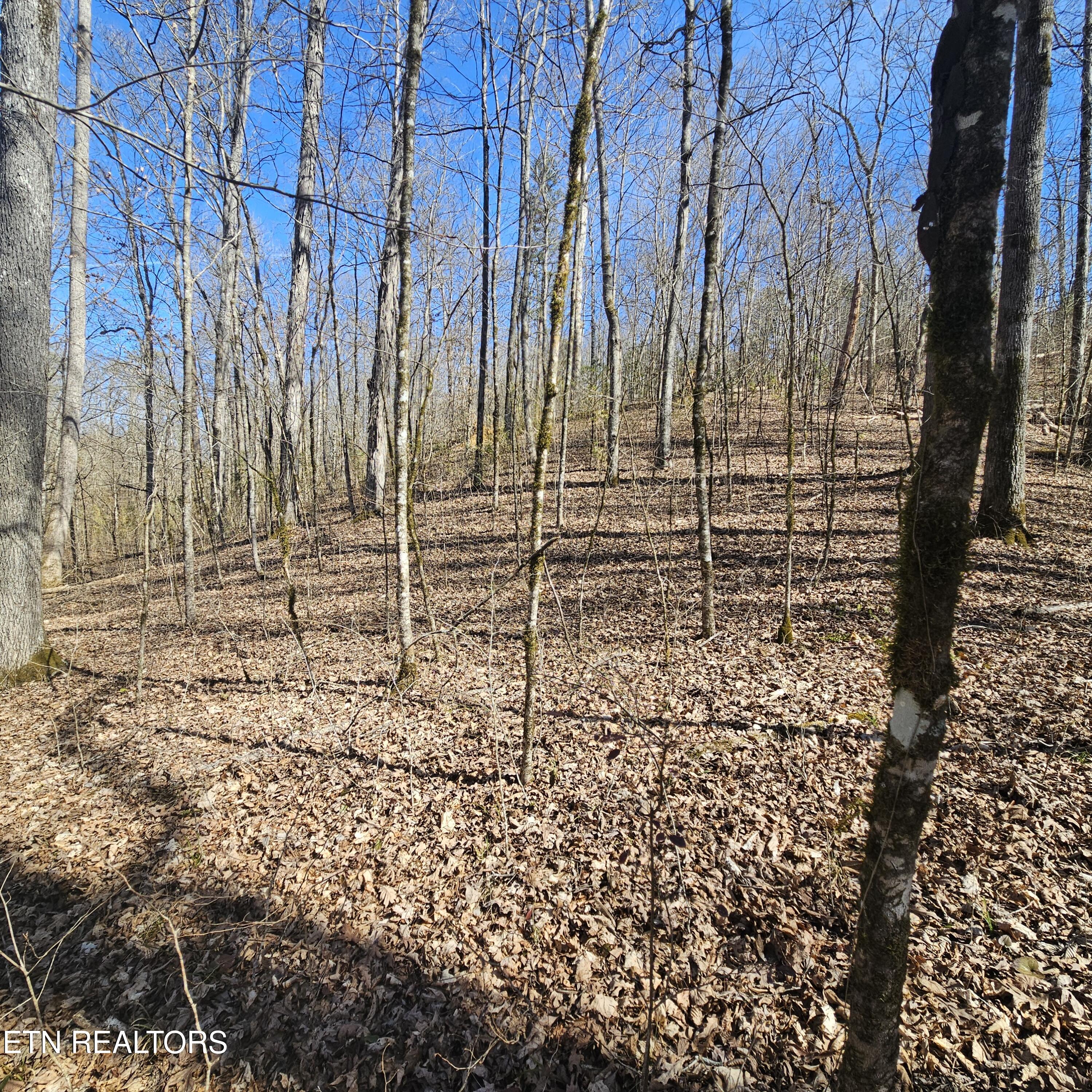 0 Lick Creek Road Tellico Plains, TN 37385 - Photo 46 of 48 left side