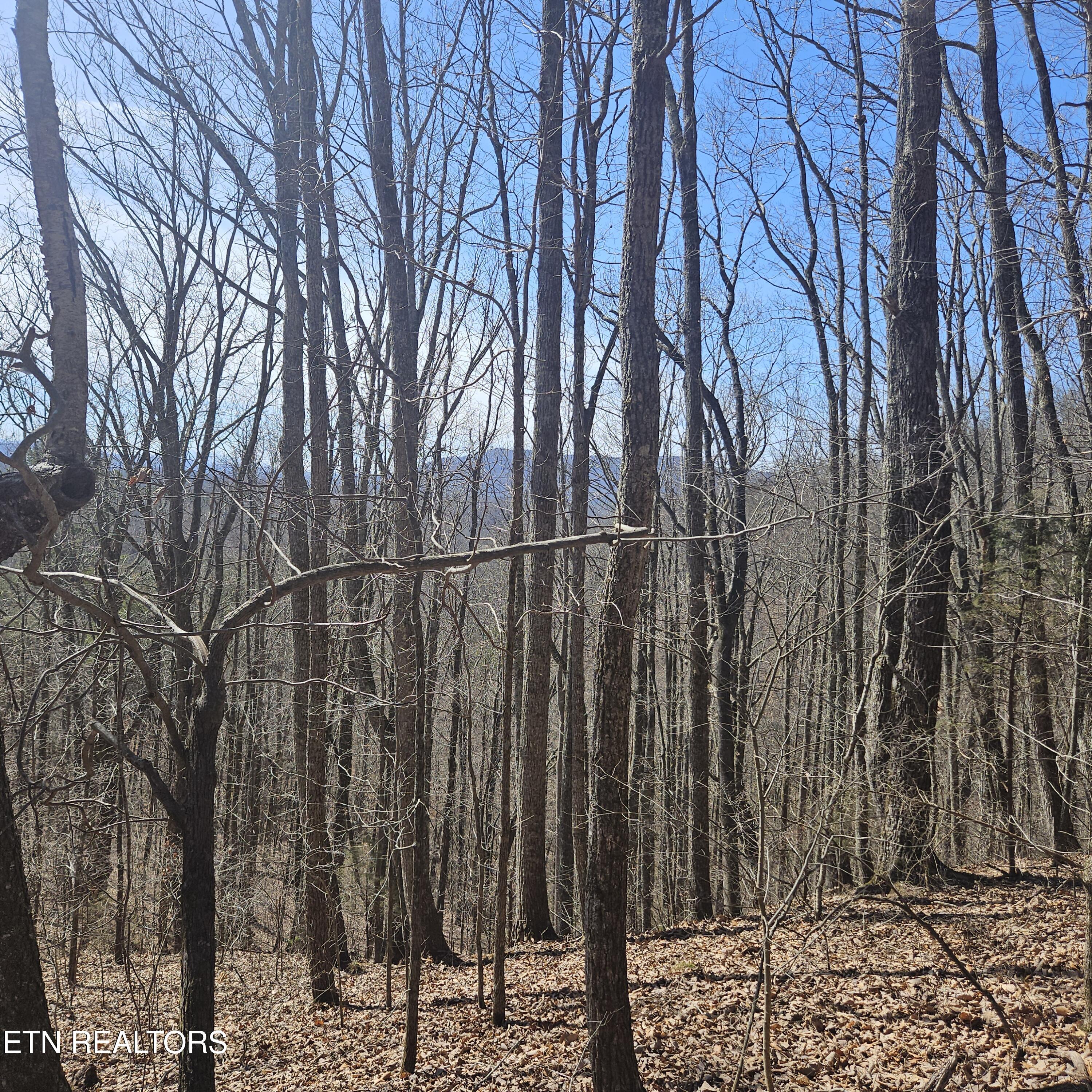 0 Lick Creek Road Tellico Plains, TN 37385 - Photo 6 of 48 Stunning mtn views