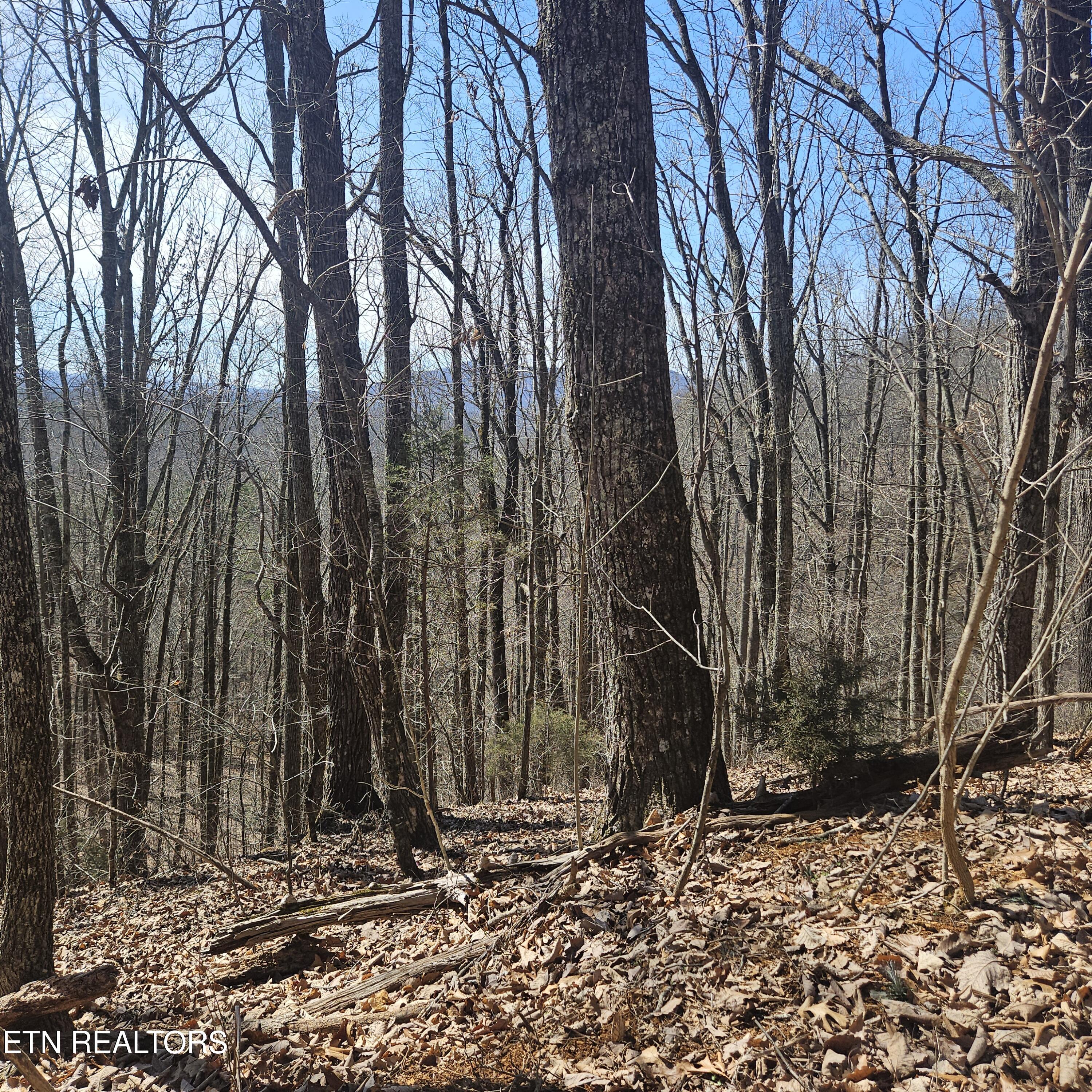 0 Lick Creek Road Tellico Plains, TN 37385 - Photo 7 of 48 20250301_121722
