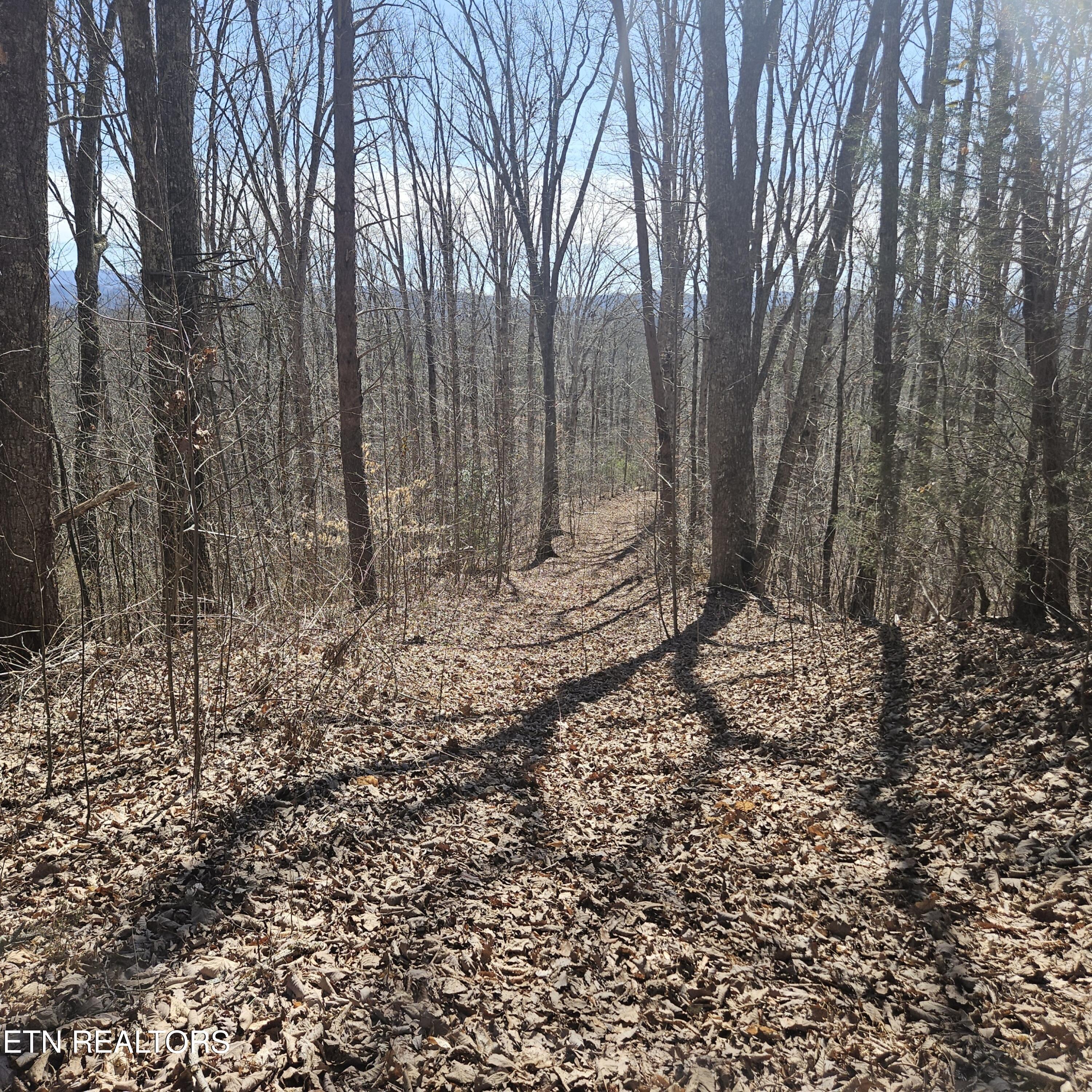 0 Lick Creek Road Tellico Plains, TN 37385 - Photo 9 of 48 20250301_124452_resized