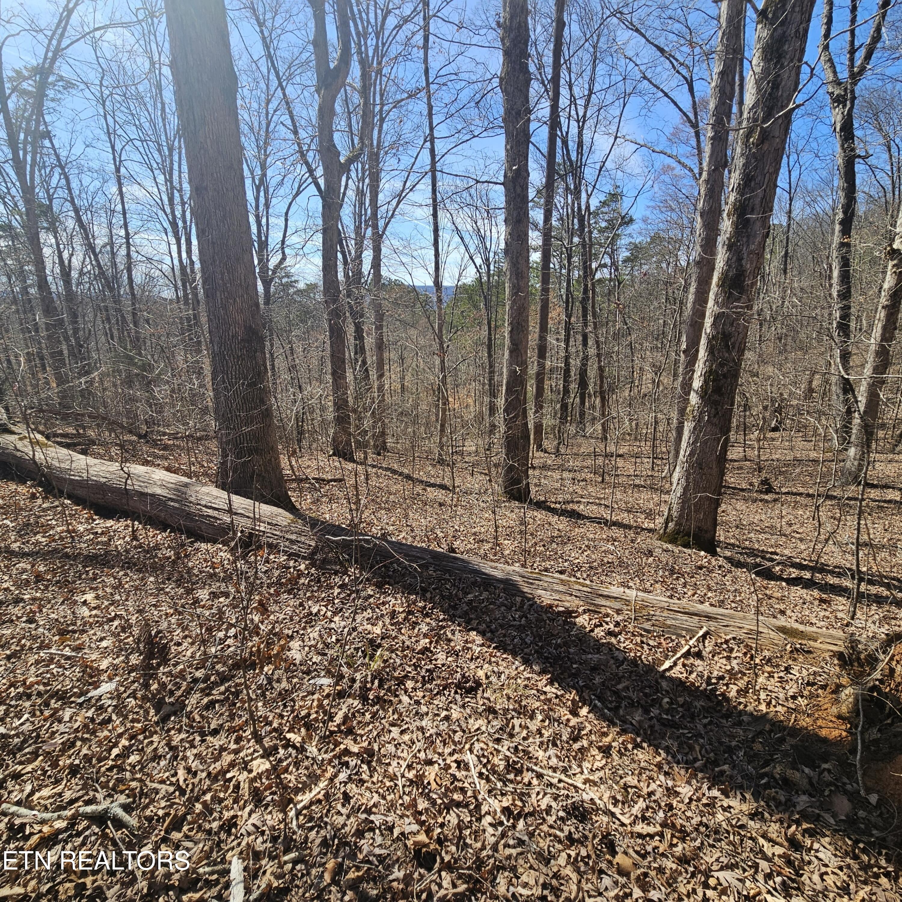 0 Lick Creek Road Tellico Plains, TN 37385 - Photo 10 of 48 Beautiful hardwoods!