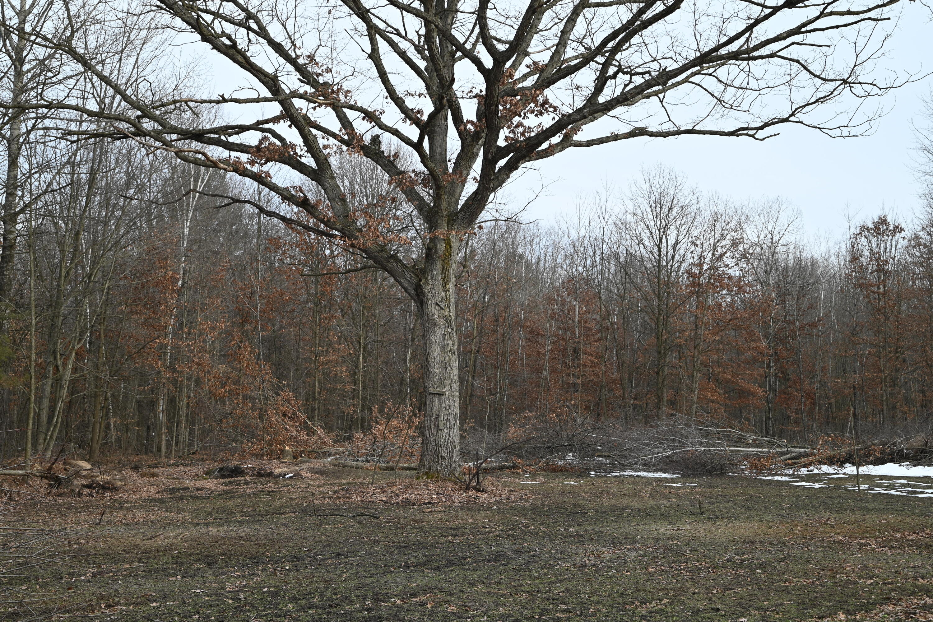 0 West Miller Road Shepherd, MI 48883 - Photo 13 of 21 DSC_0257
