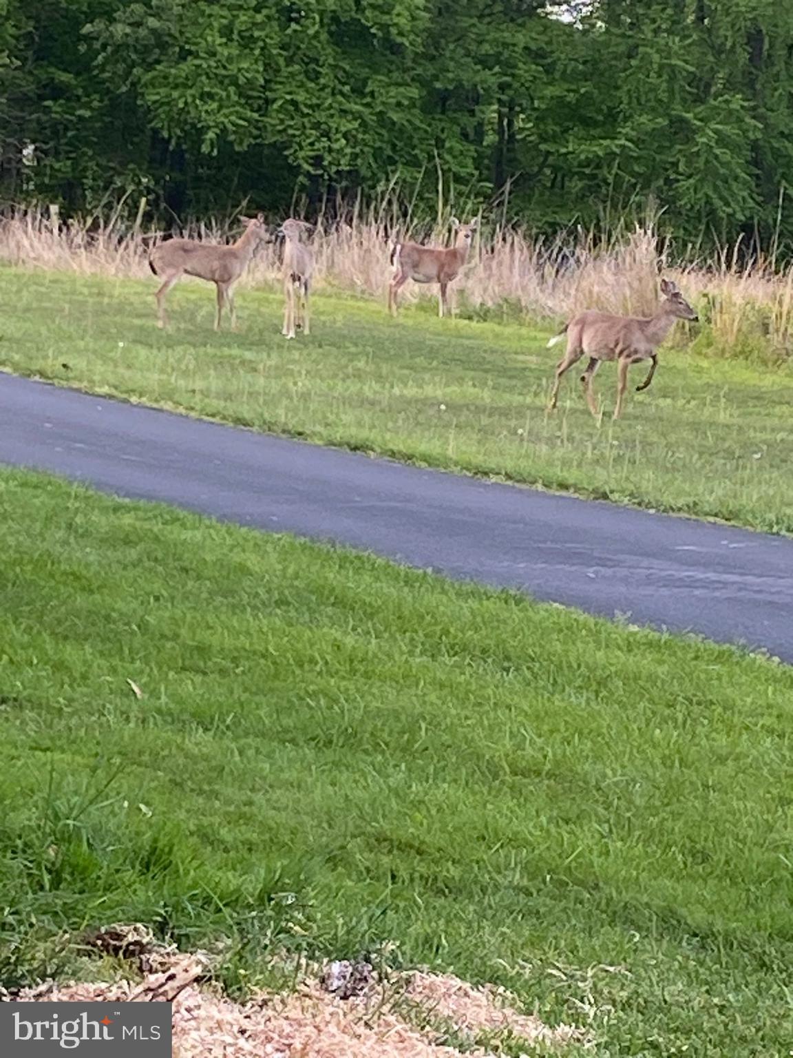 2476 Hopewell Road Elverson, PA 19520 - Photo 41 of 47 Local Deer