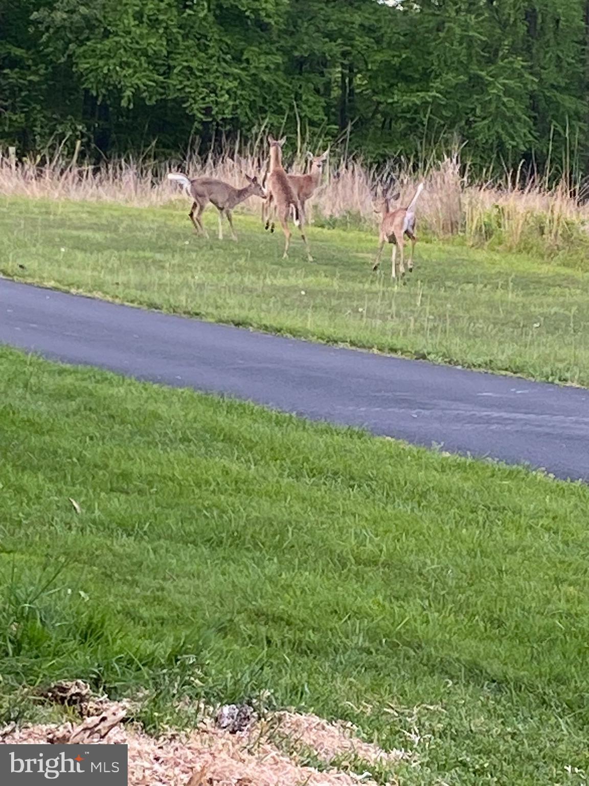 2476 Hopewell Road Elverson, PA 19520 - Photo 42 of 47 Local Deer