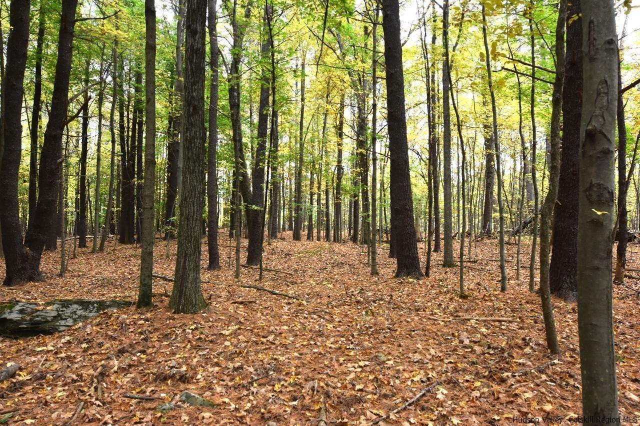 Tbd Grove Street Cairo, NY 12413 - Photo 2 of 6 a view of tall trees with a yard