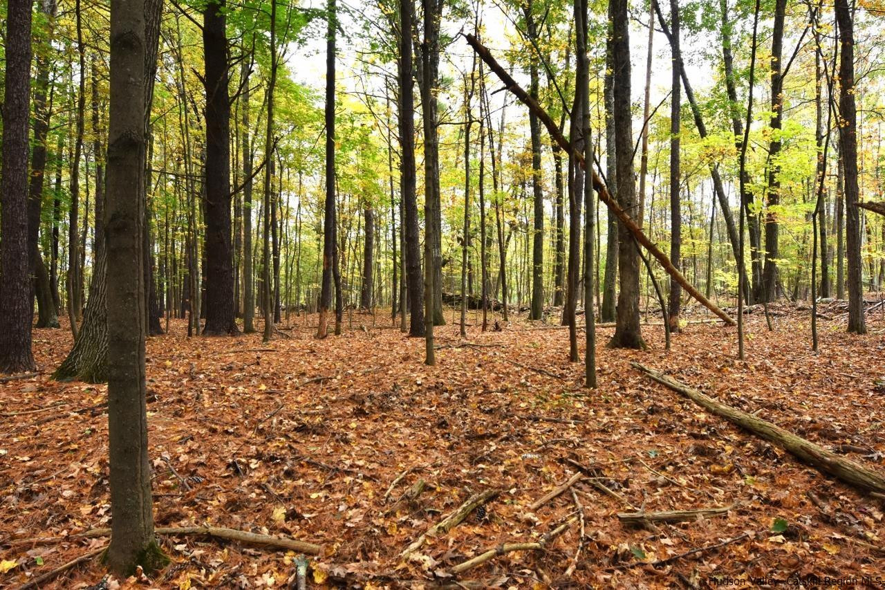 Tbd Grove Street Cairo, NY 12413 - Photo 3 of 6 a view of yard