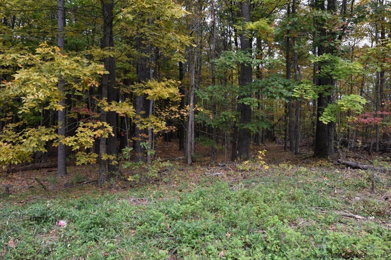 Tbd Grove Street Cairo, NY 12413 - Photo 5 of 6 a view of a yard with plants and large trees
