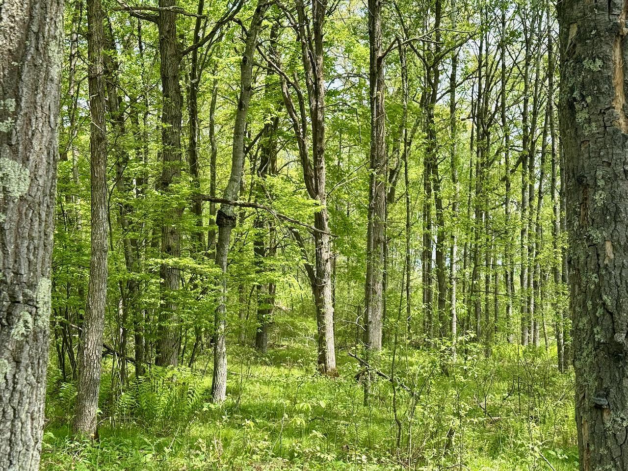 Xyz Dailey Lake Road Willow River, MN 55795 - Photo 2 of 12