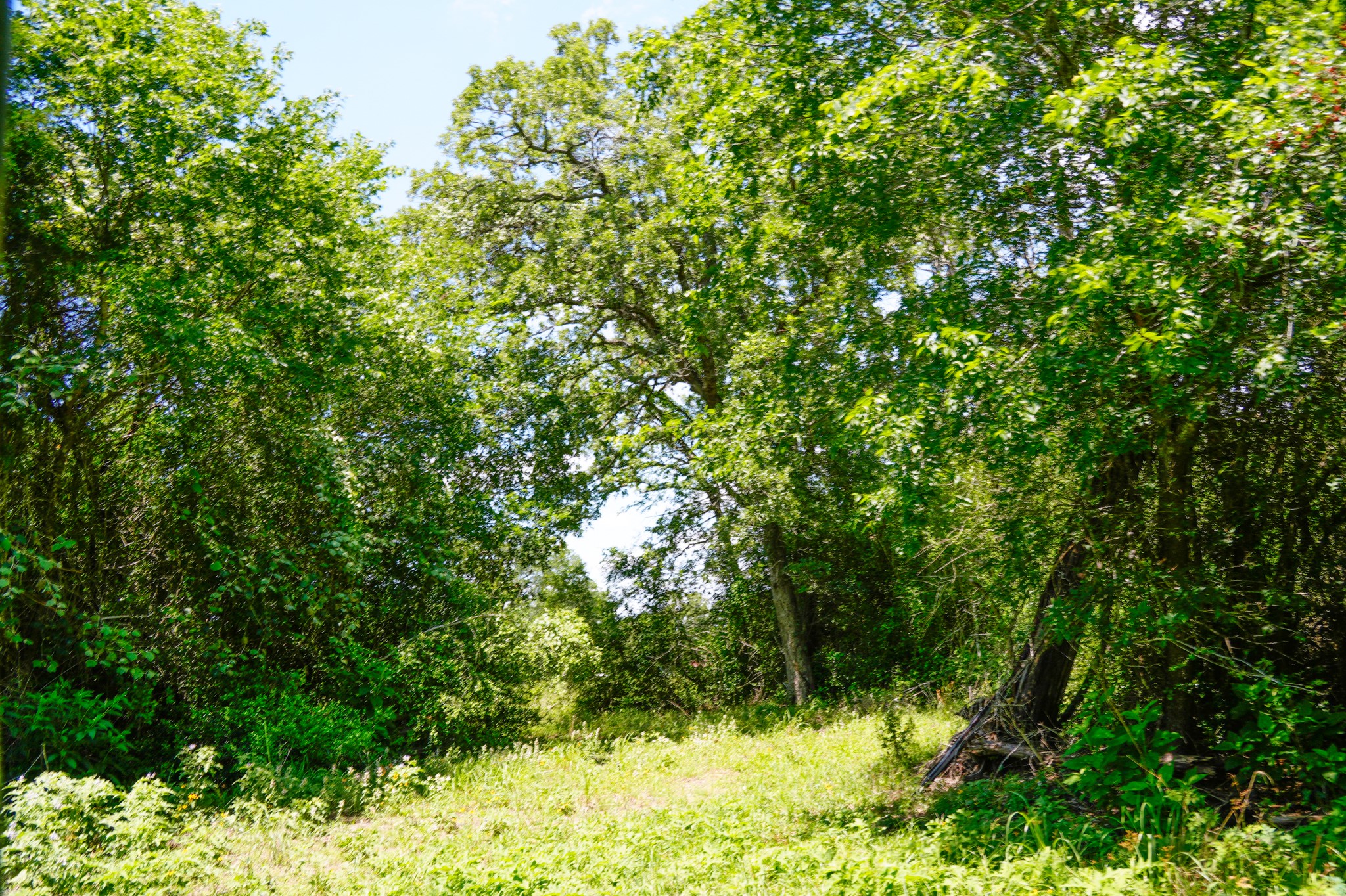 3233 Farm To Market 3233 Road La Grange, TX 78945 - Photo 17 of 18 View of woods