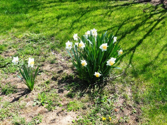 4541 Newburg Road Nazareth, PA 18064 - Photo 20 of 20 a plant with lots of flowers