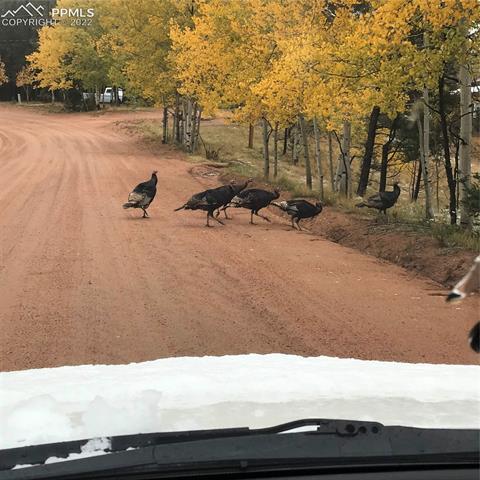 4 Kutsu Ridge Road Florissant, CO 80816 - Photo 40 of 47 Turkey family trotting by!!