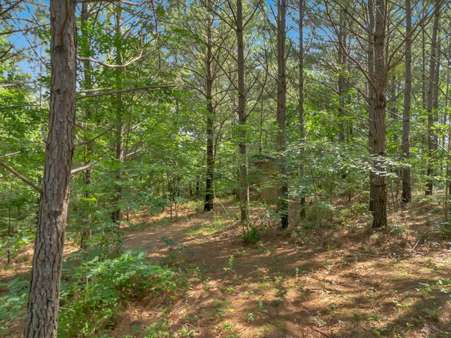 a view of a large garden with plants and large trees